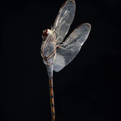 Super ant power