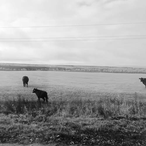 Photo #8508972
