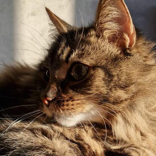 Photo #8509571