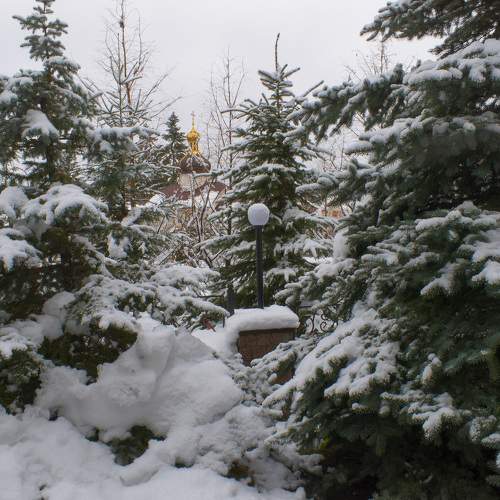 Monastery firs in the snow