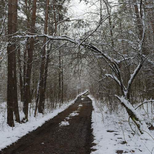 Forest road going into the distance