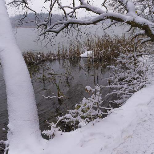 Trees over the water