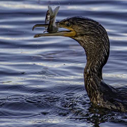 A BEAUTIFUL CORMORAN IS EATING