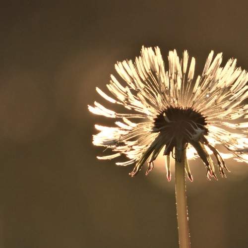 Photo #8511818