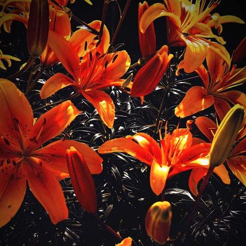 Photo #8513457
