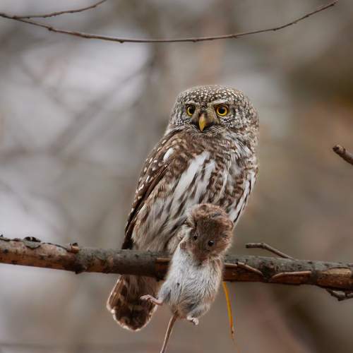 Photo #8513495