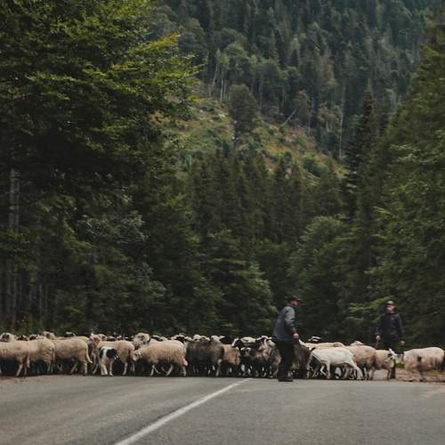 Photo #8514643