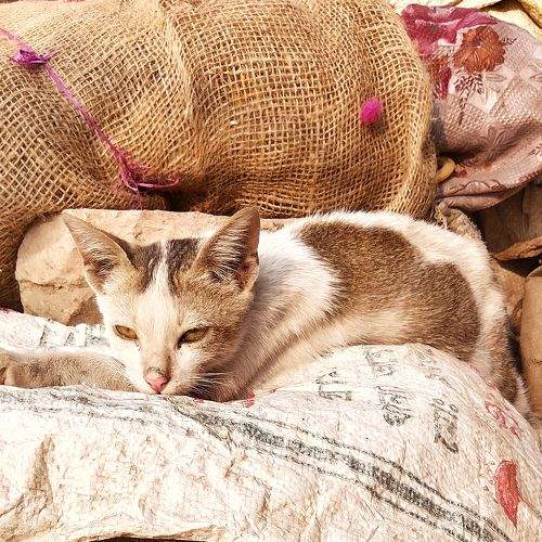Boozy-woozy drowsy kitty