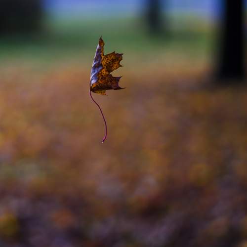 Photo #8518053