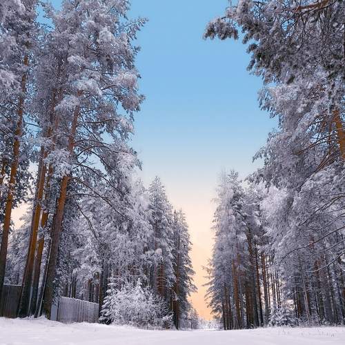 Photo #8518476