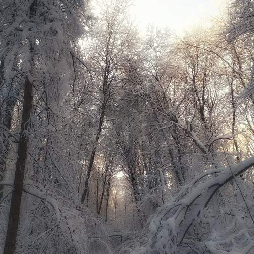 Photo #8518859