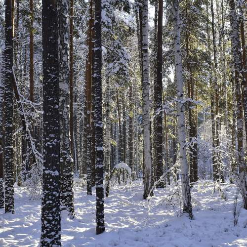 Photo #8519007