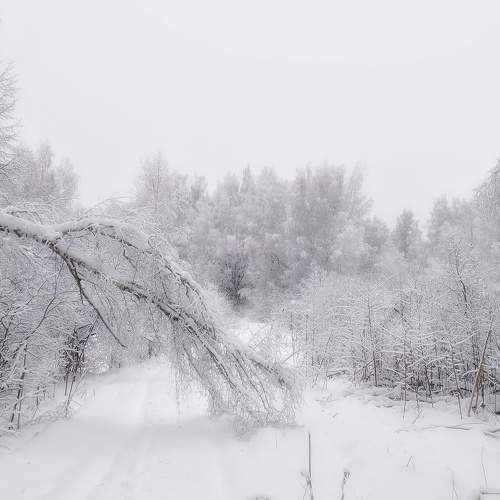 Photo #8519191