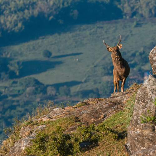 Photo #8520331