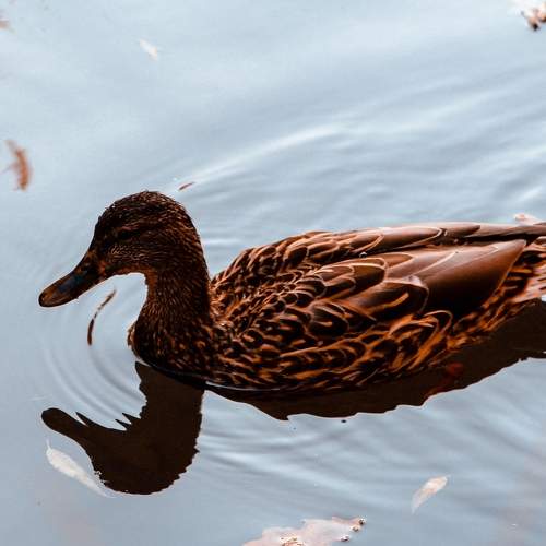 Photo #8520685