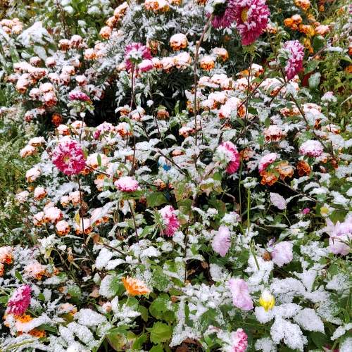 Photo #8521311