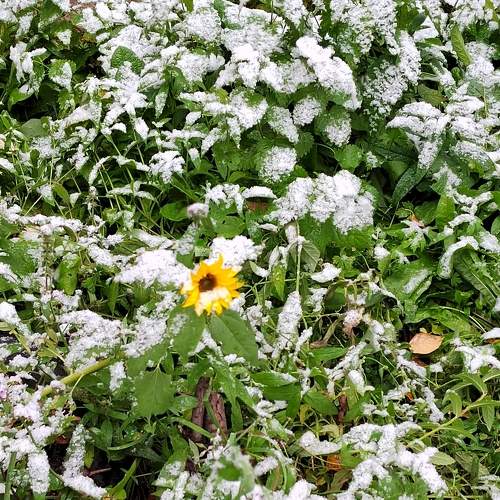 Photo #8521313