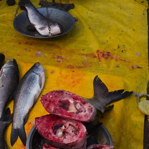 Photo #8521402