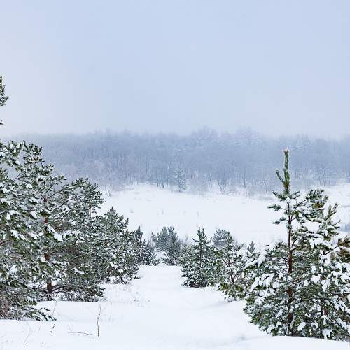 Photo #8522691