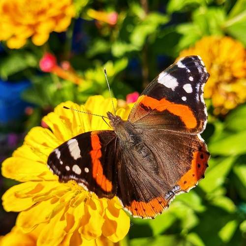 Photo #8525045