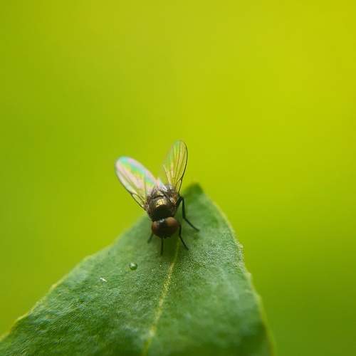 Macro