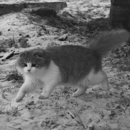 Photo #8525238