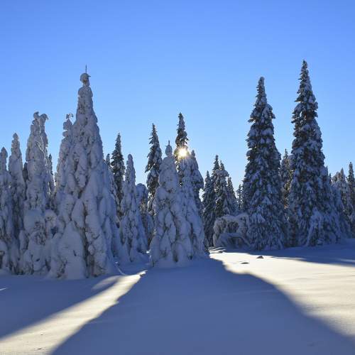 Photo #8526252
