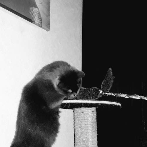Photo #8527168