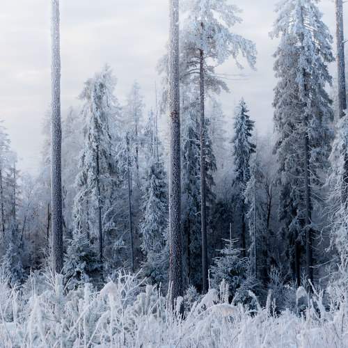 Photo #8527241