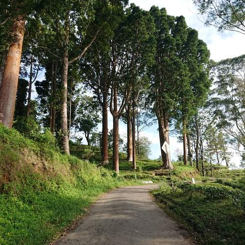 Beautiful ceylon