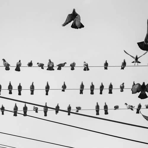 Birds on Wires