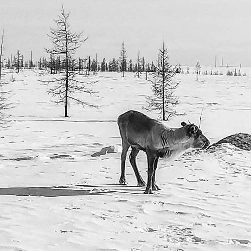 Photo #8528147