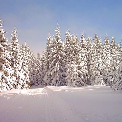 Photo #8528673