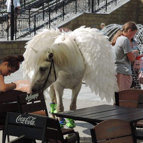 Photo #8528698