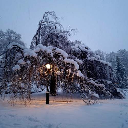 Photo #8529163