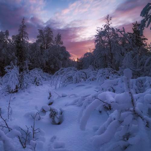 Photo #8529253