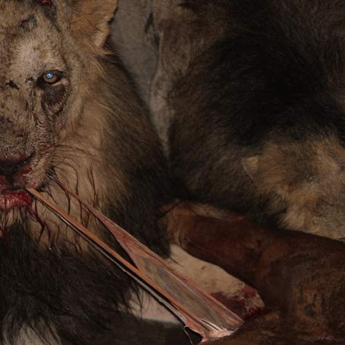 Photo #8529514