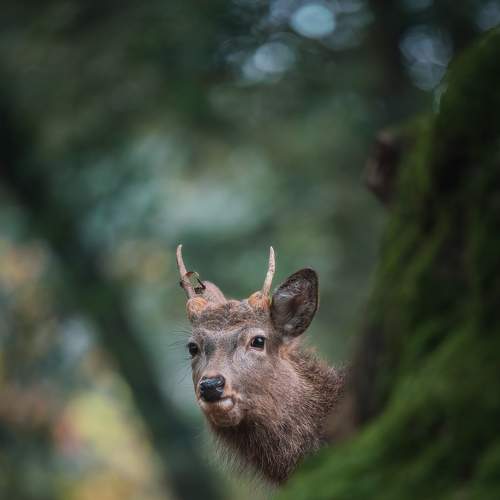 Deer