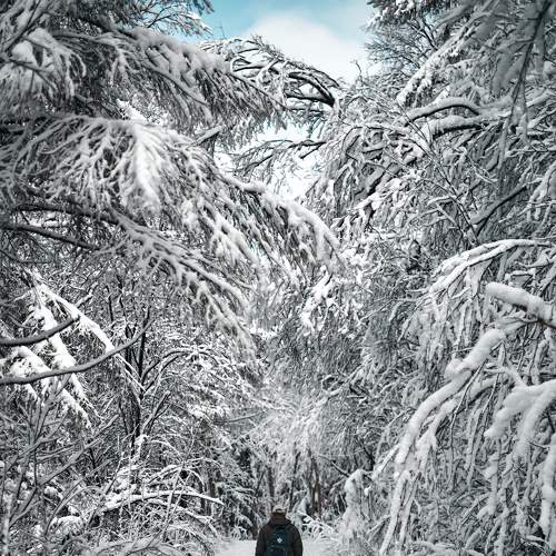 Photo #8530509