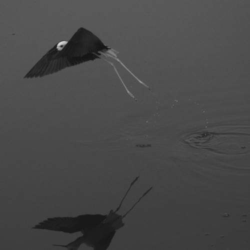 Photo #8531046