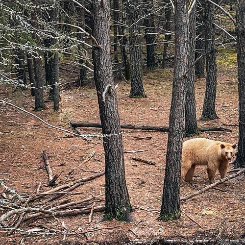 Photo #8532005