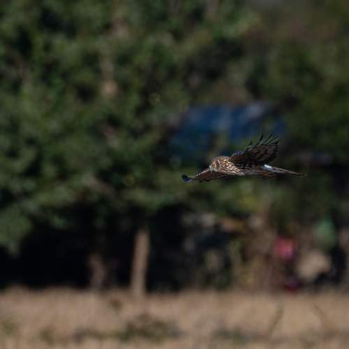 Black Breasted Harrier