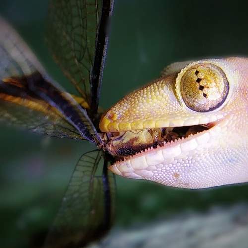 Photo #8532363