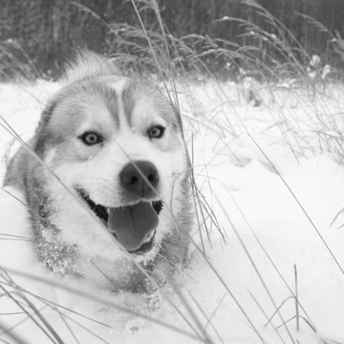 Photo #8532413