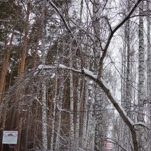 Photo #8533191