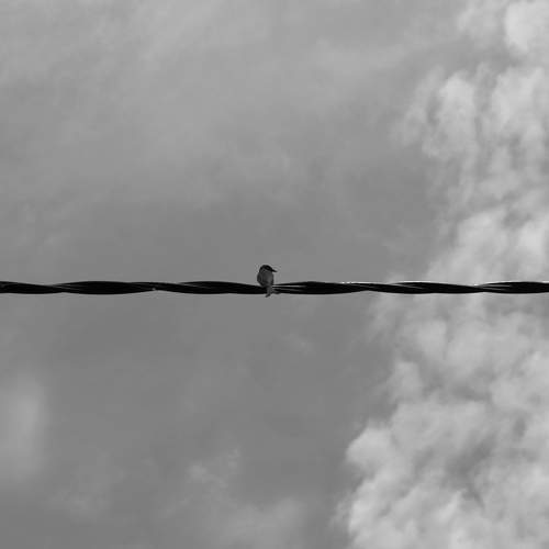 Photo #8534291