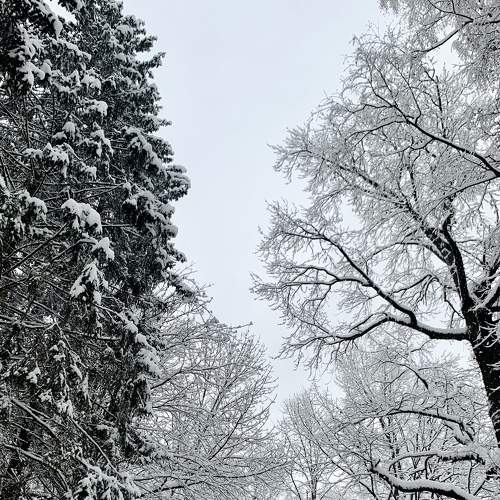 Photo #8534665
