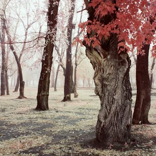 Photo #8534996