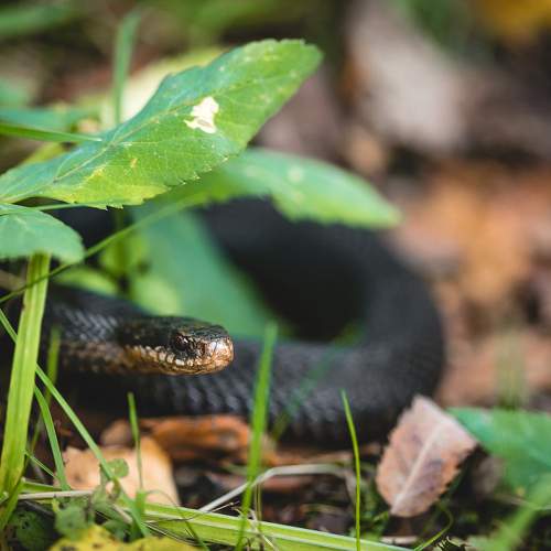 Photo #8537709