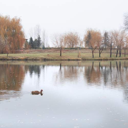 Photo #8538306